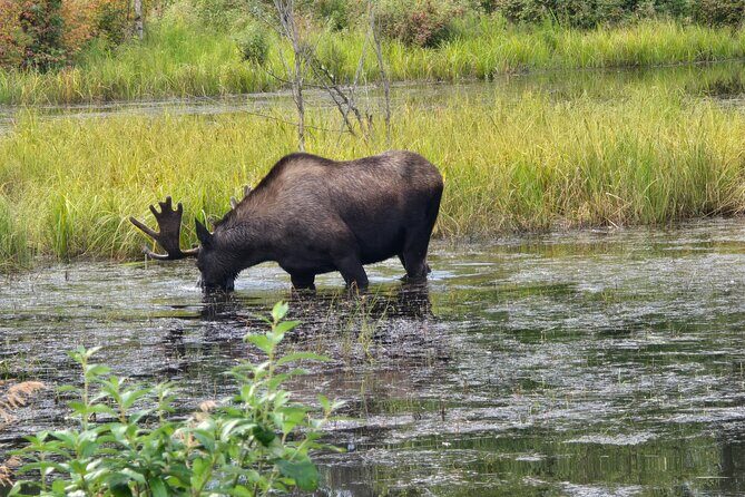 Fire & Ice: Chena Hot Springs, Ice Museum + Aurora Adventure - Frequently Asked Questions