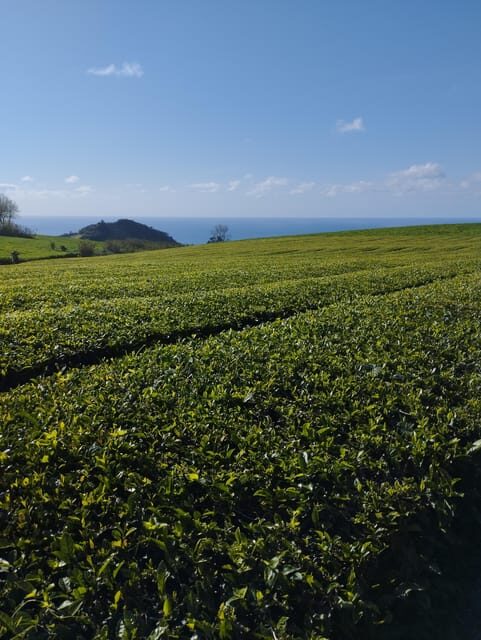 Fire Lake, Pineapple & Tea: Half-Day Jeep Tour - Exploring São Miguel in a Jeep: What to Expect