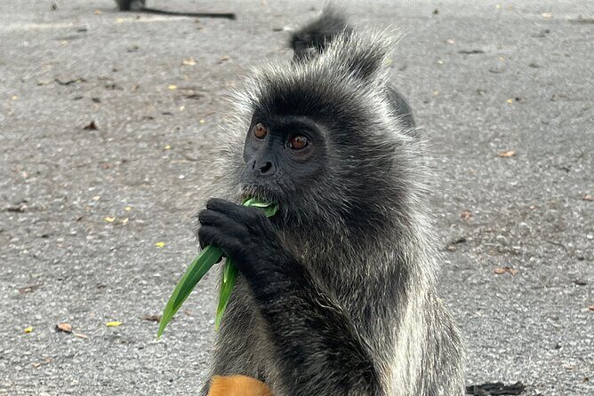 Fireflies & Silver leaf monkey Gazing tour - Exploring the Itinerary in Detail