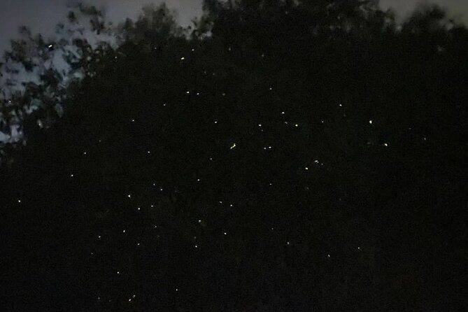 Fireflies & Silver leaf monkey Gazing tour - Who Should Consider This Tour?