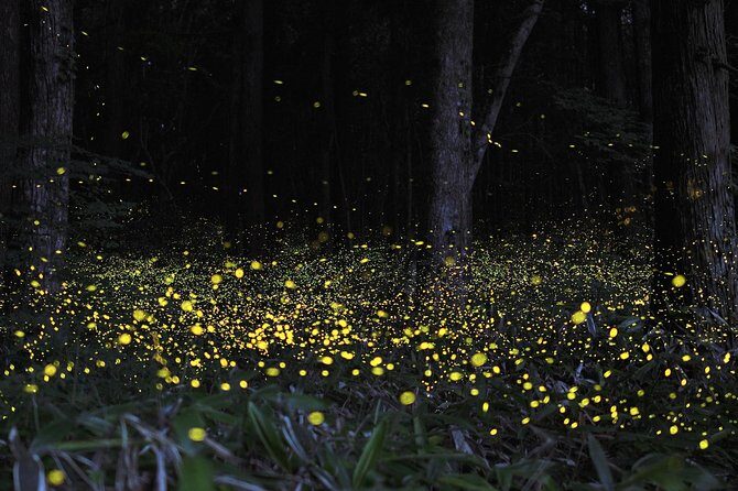 Fireflies Tour and Batu Cave Visit with Boat Ride and Seafood Dinner - Who Will Love This Tour?