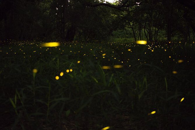 Fireflies Tour in Cherating - Why This Tour Offers Good Value