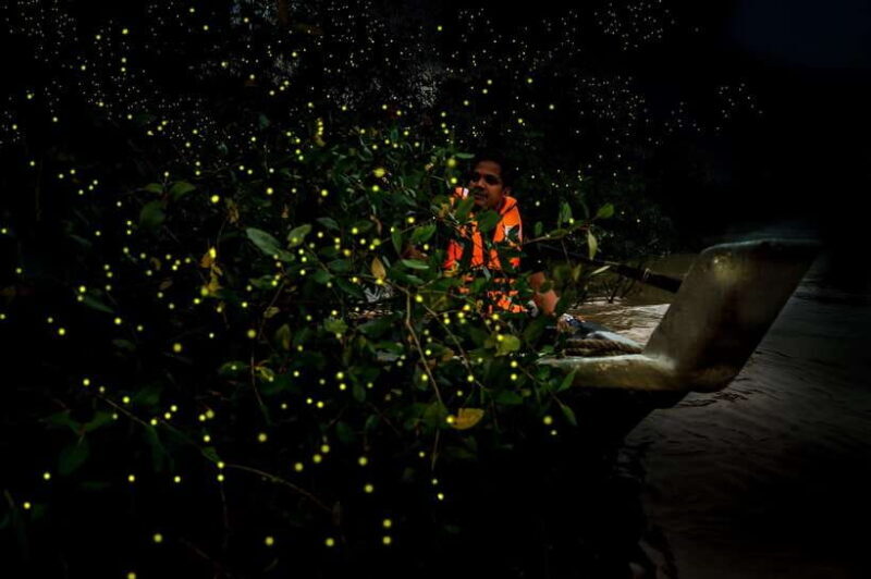 Firefly, Eagle Feeding, and Blue Tears Kuala Selangor Tour - Who Will Love This Tour?