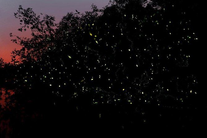 Firefly Tour Johor Bahru@Kota Tinggi Firefly Park - Firefly Tour Johor Bahru@Kota Tinggi Firefly Park: A Natural Light Show