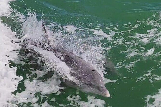 Fireworks Cruise with Dolphin Watch in Laguna Madre Bay - The Sum Up