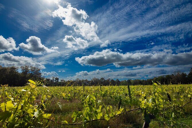First Class Lunch and Margaret River Wine Tour - Final Thoughts