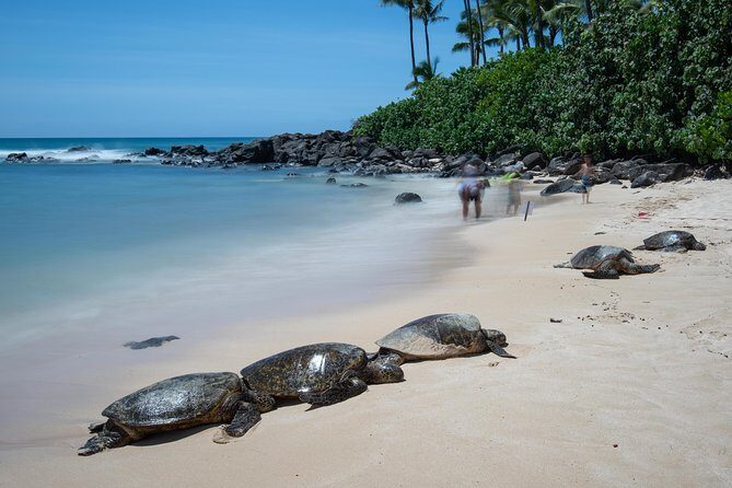 First Day Must: Oahu Sunrise & Circle Island Adventure - Why This Tour Works