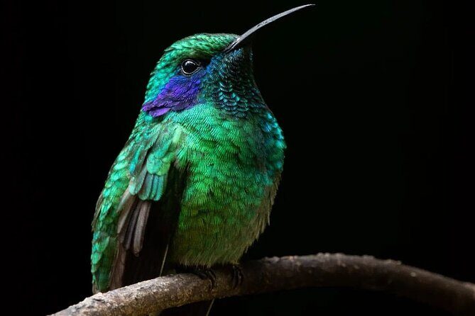 First steps into Birding In Monteverde - First Steps into Birding in Monteverde: A Detailed Review