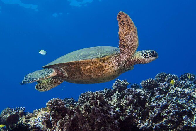 First Time Introductory Scuba Dive - Final Thoughts: Who Will Love This?