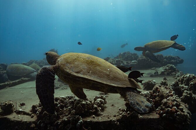 First Timers and Non-Swimmers Snorkeling Experience in Wailea - An In-Depth Look at the Wailea Snorkeling Tour