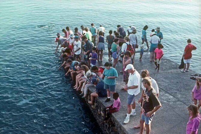 Fish Feeding Activity in Darwin - What to Expect from Your Visit