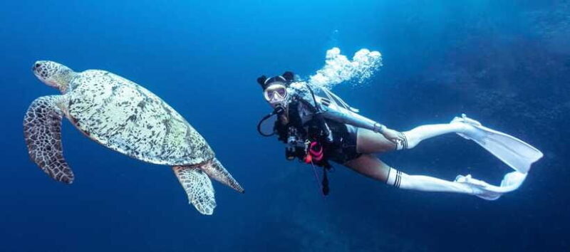 Fisheye Divers: Discover Scuba Diving - What the Reviews Say