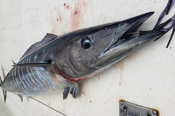 Fishing Charter 4 hours - Wildlife and Scenic Encounters