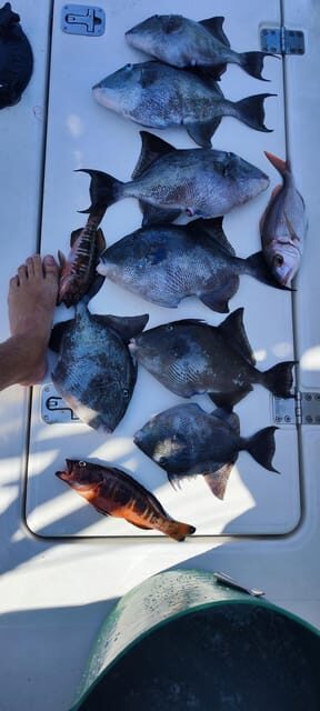 fishing charter 4h - Key Points