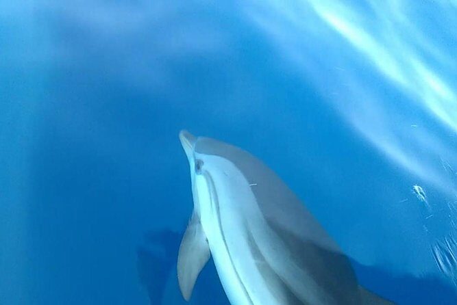 Fishing, Snorkelling & Dolphin Boat Tour - FAQ