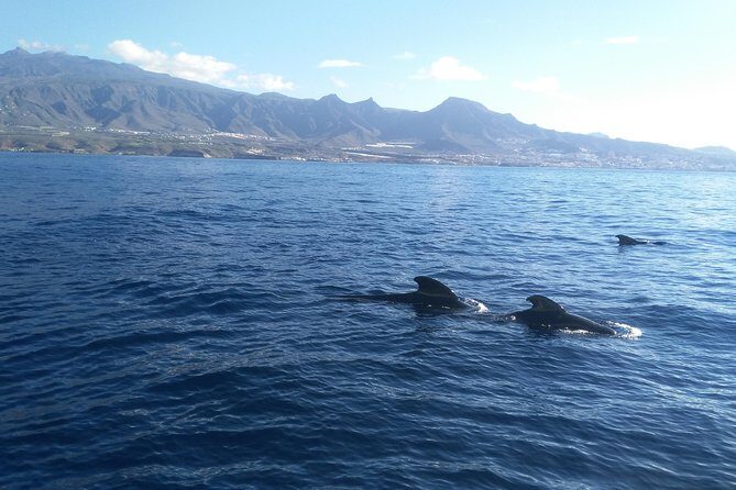 Fishing trip, Tenerife Sea Passion - FAQ