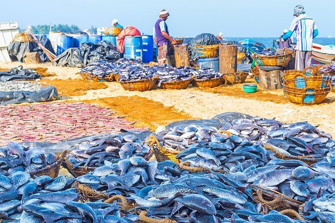Fishing Village & Mangrove Tour Experince at Negombo (Starting from Colombo) - Experience the Authentic Fishing Village & Mangrove Tour at Negombo