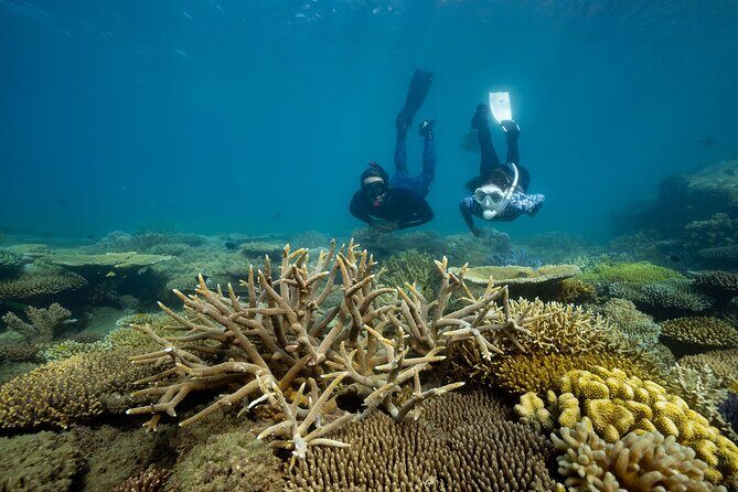 Fitzroy Island Day Trip 11am to 5pm Ferry INC Snorkel Equipment - A Closer Look at the Fitzroy Island Day Trip