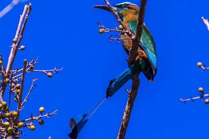 Five Cenotes Jungle Experience in the Riviera Maya - Frequently Asked Questions