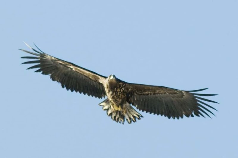 Fjord Cruise Tromsø With a stop at Sommarøy Island - Key Points