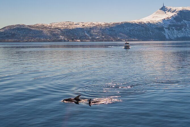 Fjord Safari in the Altafjord - Key Points