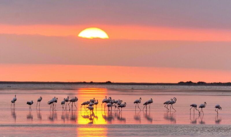 Flamingo-Birdwatching in the Ebro Delta at Sunset - Flamingo-Birdwatching in the Ebro Delta at Sunset: A Nature Lovers Delight in Catalonia