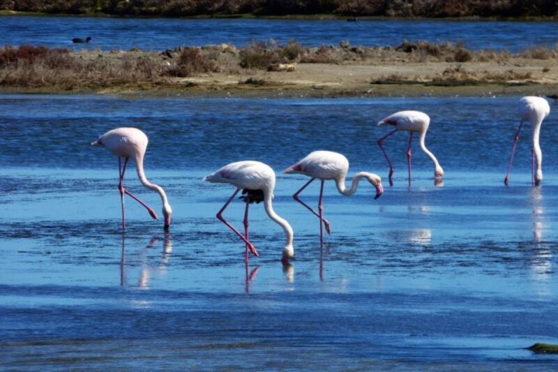 Flamingo-Birdwatching in the Ebro Delta at Sunset - Who Should Consider This Tour?