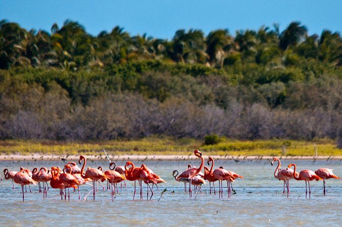 Flamingo Island - Laguna Oviedo - Key Points