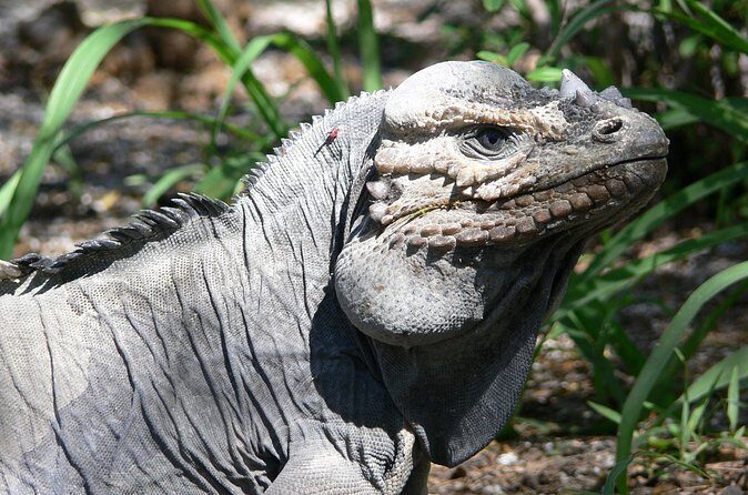 Flamingo Island - Laguna Oviedo - FAQ