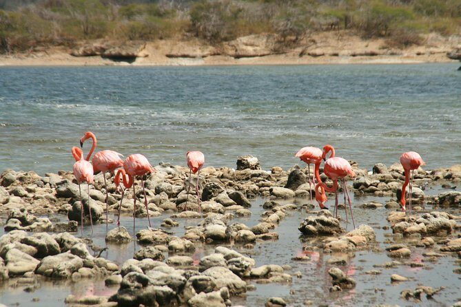 Flamingo & Mangrove Trip with Local Guide - An In-Depth Look at the Flamingo & Mangrove Trip