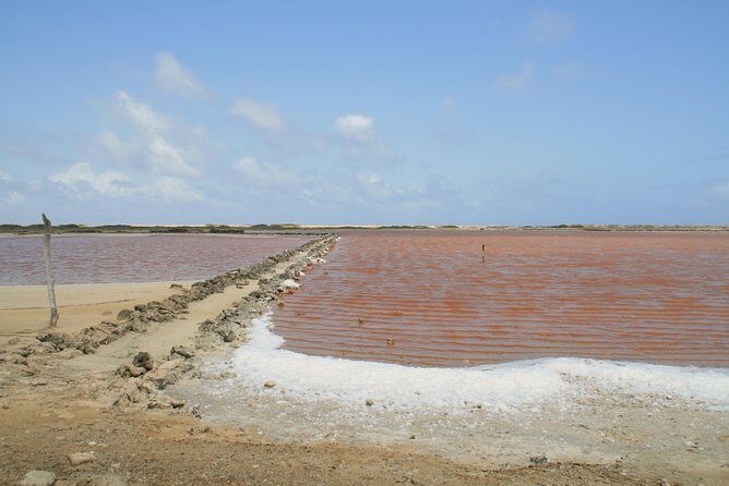 Flamingo & Mangrove Trip with Local Guide - Who Should Consider This Tour?