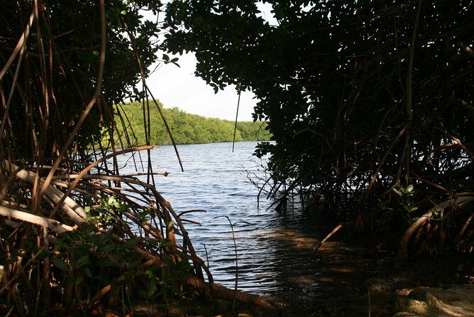 Flamingo & Mangrove Trip with Local Guide - Final Thoughts