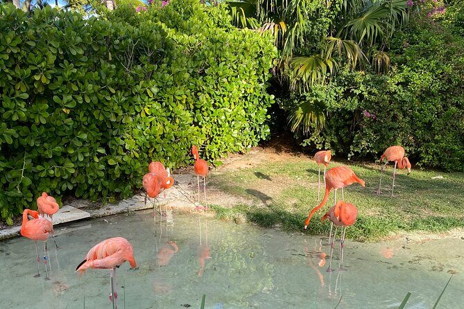Flamingo March & Pirates Adventure Tour Nassau - In-Depth Review
