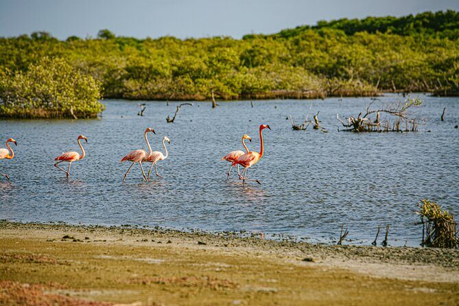 Flamingo Spotting Adventure - What to Expect from the Itinerary