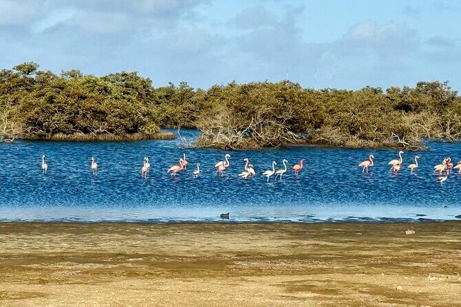Flamingo Spotting Adventure - The Experience of Spotting Flamingos