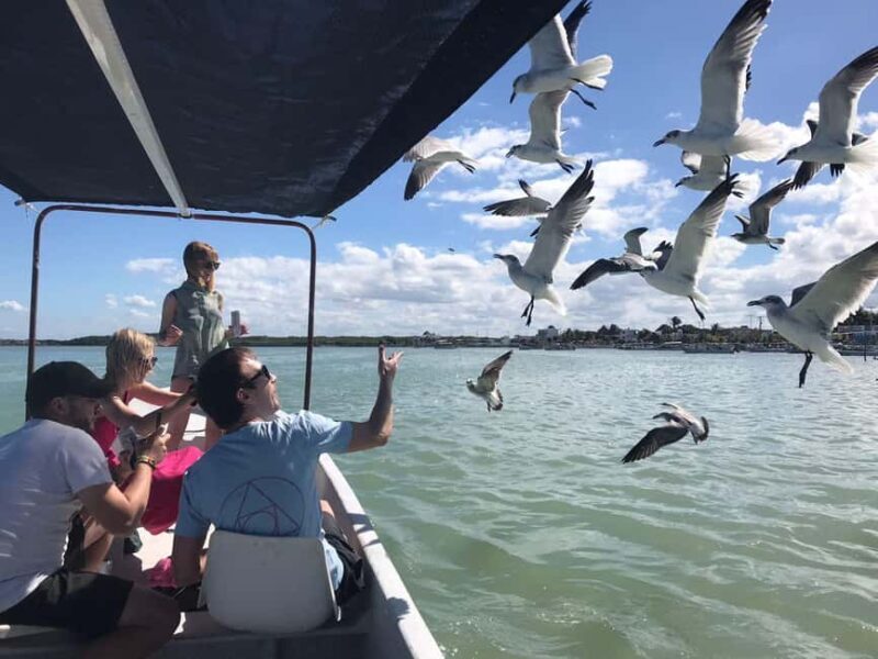 flamingo tour in Rio Lagartos, Yucatan 3 hours - Key Points