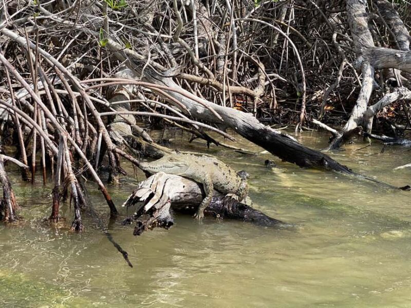 flamingo tour in Rio Lagartos, Yucatan 3 hours - An in-depth look at the Rio Lagartos Flamingo Tour