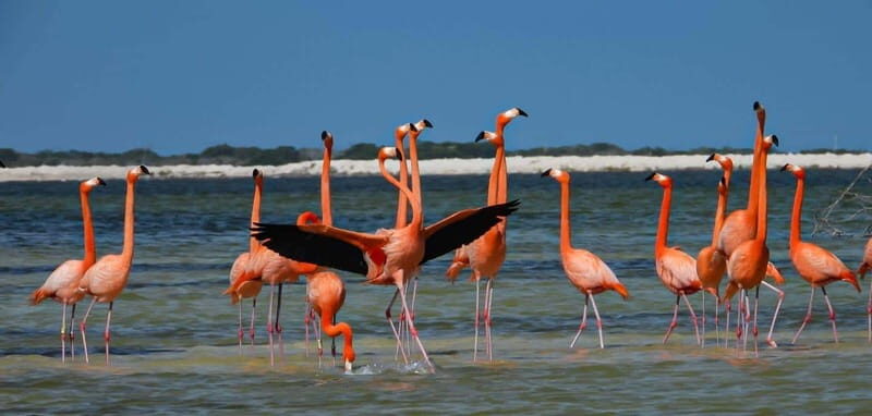 flamingo tour in Rio Lagartos, Yucatan 3 hours - Final thoughts