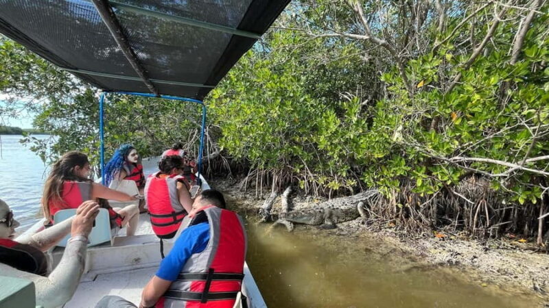 Flamingo tour Rio Lagartos, Yucatan 2 hours - A Deep Dive into the Rio Lagartos Experience
