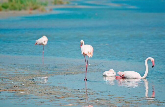 Flamingos Sightseeing Segway Tour - The Details of the Flamingos Sightseeing Segway Tour