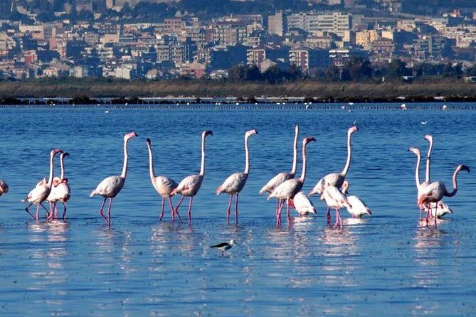 Flamingos Sightseeing Segway Tour - The Sum Up