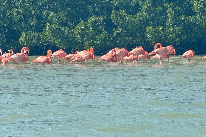 Flamingos Tour in Rio Lagartos Yucatan 2 hours - A Detailed Look at the Flamingos Tour in Rio Lagartos