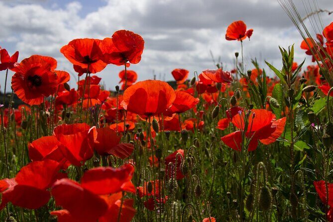 Flanders Fields Remembrance Tour from Brussels - Ypres and the Moving Last Post Ceremony