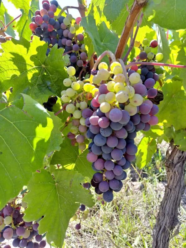 Flavors and wellness: wines, hot springs and gastronomy in Mendoza - The Sum Up