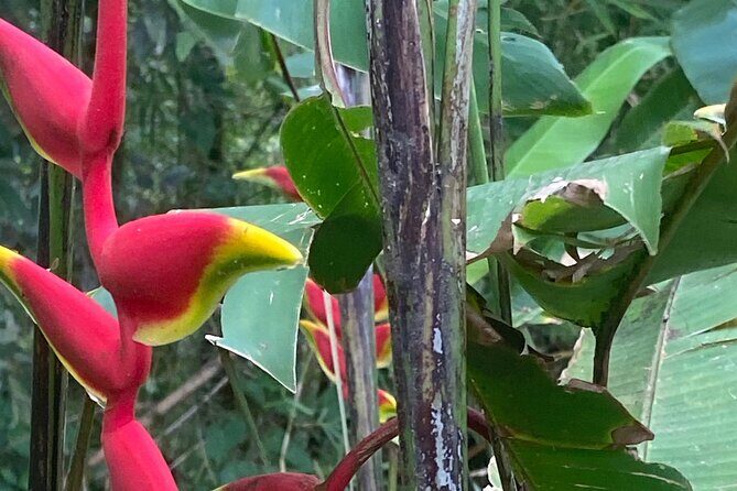 Flavors of Grenada - In-Depth Review of the Flavors of Grenada Tour