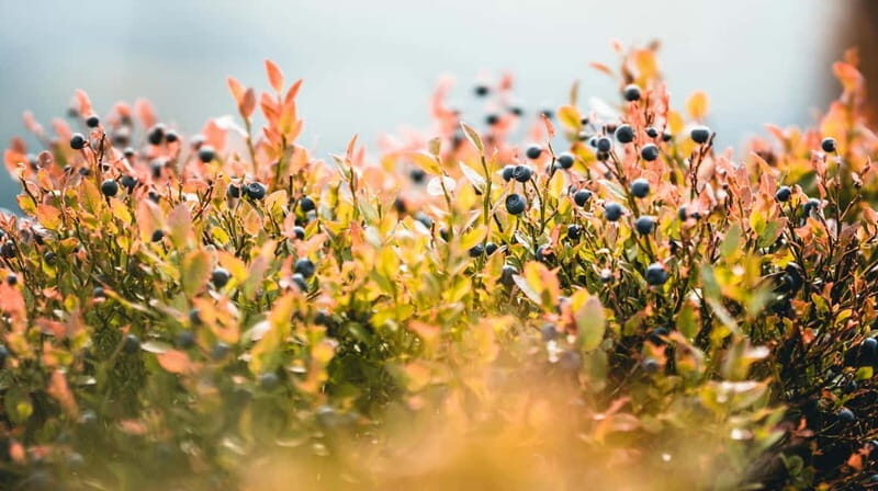 Flavour walk at the Arctic Circle - FAQs