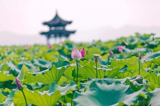 Flexible Hangzhou Private Tour from Shanghai by Bullet Train - Key Points