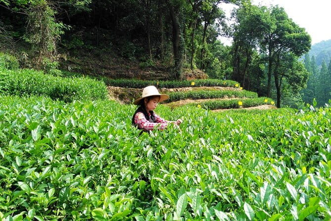 Flexible Suzhou Private Tour from Shanghai with First Class Bullet Train Option - Final Thoughts