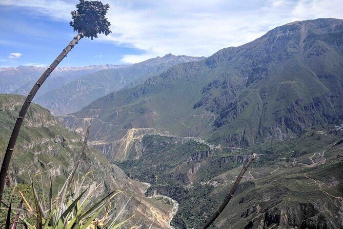 Flight of the Condor Tour in Cabanaconde - Flight of the Condor Tour in Cabanaconde: A Close Encounter With Nature’s Giants