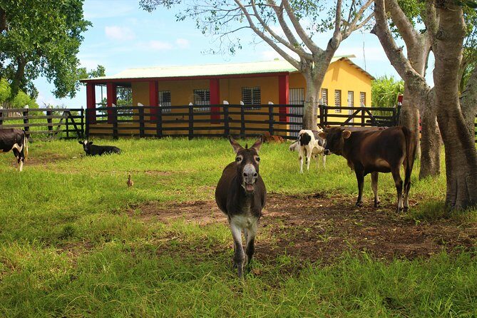 Flintstones Buggy Adventure from Punta Cana - Who Will Love This Tour?